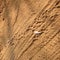 Pugmark - Footprints of Indian Bengal Tiger on Dirt Road