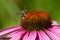 Pugnacious Leafcutter Bee - Megachile pugnata