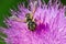 Pugnacious Leafcutter Bee - Megachile pugnata