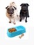 Pugs and dogfood