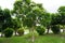 Puka tree,  Meryta sinclairii garden. A beautiful nature of park garden