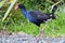 Pukeko