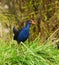 Pukeko