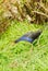 Pukeko