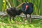 A pukeko, or Australasian swamphen, and chick