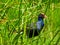 Pukeko Australasian Swamphen Hiding in Reeds