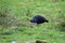 Pukeko or Australasian Swamphen in New Zealand