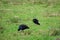 Pukeko or Australasian Swamphen in New Zealand