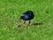 Pukeko bird