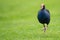 Pukeko bird