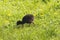 Pukeko chick