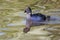 Pukeko chick swimming in the river