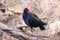 Pukeko, crazy bird. New Zealand.