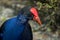 Pukeko Face