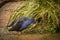 Pukeko Foot