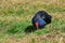 Pukeko with its deep blue front, bright red bill and orange-red legs in Travis Wetland Park in New Zealand