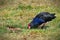 Pukeko with its deep blue front, bright red bill and orange-red legs in Travis Wetland Park in New Zealand