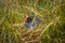 Pukeko Nest