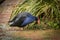 Pukeko Nesting