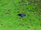 Pukeko in New Zealand