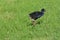 Pukeko - New Zealand Native Birds