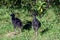 Pukeko - New Zealand Native Birds