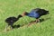 Pukeko - New Zealand Native Birds