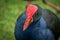 Pukeko NZ