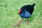 Pukeko - NZ Swamp Hen