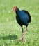 Pukeko - NZ Swamp Hen