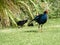 Pukeko - NZ Swamp Hen, with young