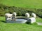Pukeko and sheep drinking from a well