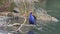 Pukeko swamp bird native to New Zealand