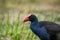 A Pukeko Swamp Hen wading in a pond in New Zealand