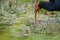 A Pukeko Swamp Hen wading in a pond in New Zealand