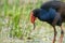 A Pukeko Swamp Hen wading in a pond in New Zealand