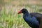 A Pukeko Swamp Hen wading in a pond in New Zealand