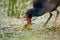 A Pukeko Swamp Hen wading in a pond in New Zealand