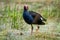 A Pukeko Swamp Hen wading in a pond in New Zealand