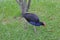 Pukeko walking around in new zealand