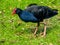 Pukekoes or Australasian swamphens are everywhere on the island. Western spring Auckland New Zealand