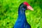 Pukekoes or Australasian swamphens are everywhere on the island. Western spring Auckland New Zealand