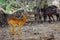 The Puku Kobus vardonii senganus male standing in the forest and in the background the Waterbuck antelope Kobus ellipsiprymnus