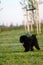 Puli puppy Hungarian dog breed on a green meadow