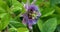 A pull focus closeup from a passion flower bud to an open passion flower