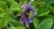 A pull focus closeup from a passion flower bud to an open passion flower outdoors with water drops