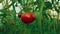 Pull Focus Shot of Local Produce Organic Tomatoes with Vine and Foliage in Greenhouse