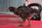 Pullet Chicken Chick in the house staring at a bin