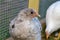 Pullet chicken hen in backyard coop