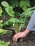 Pulling weeds by hand